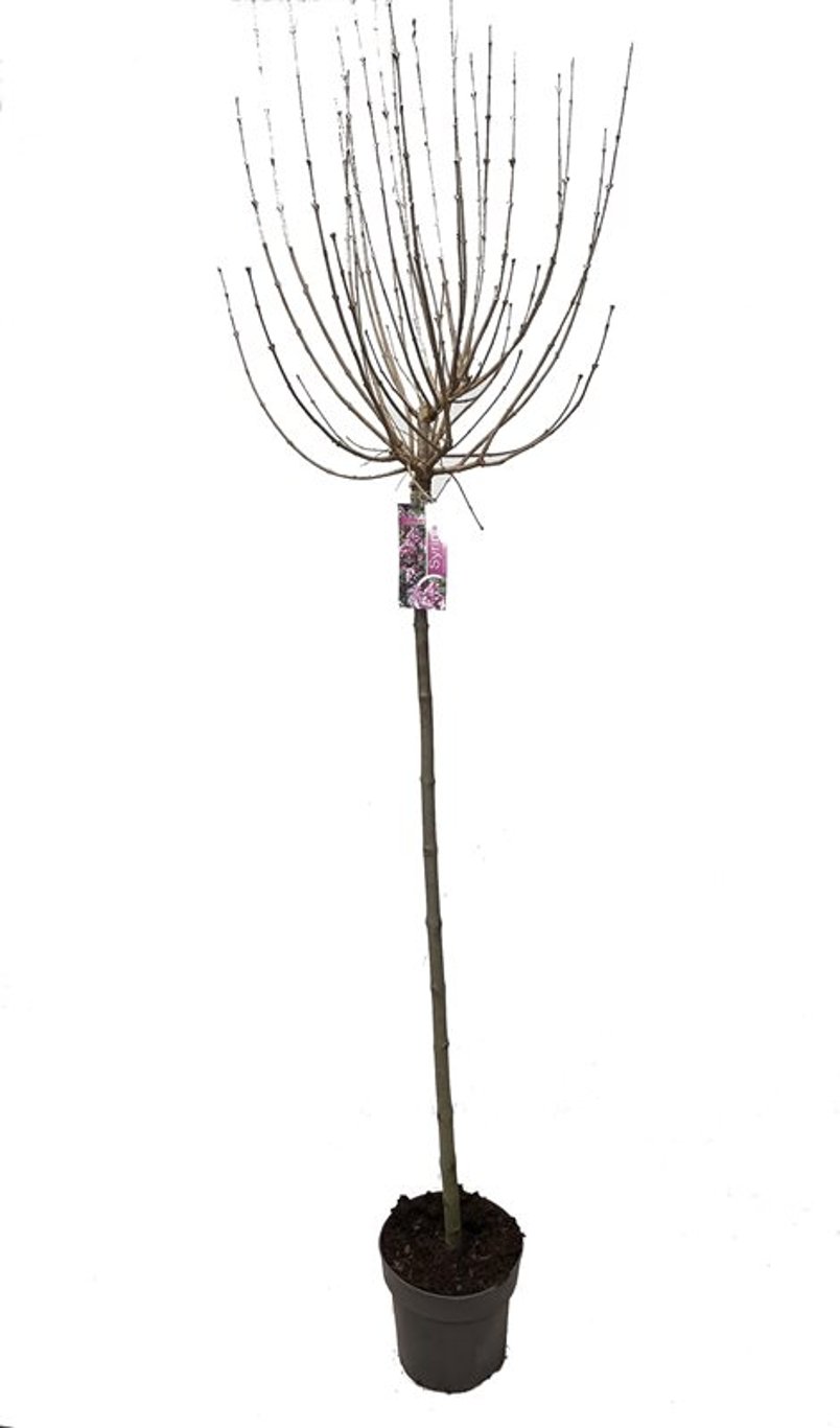 Syringa meyeri 'Palibin' - 120 CM Stem C7.5